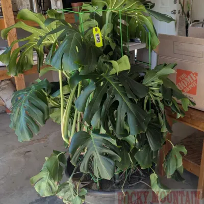Sale Photo Thumbnail #1207