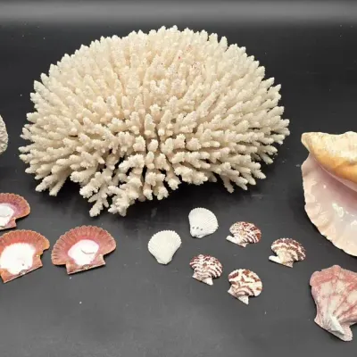 Natural Seashell & Coral Specimen Collection – Branch Coral, Queen Conch & Scallops
