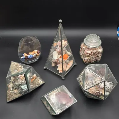 Coastal Seashell Collection in 5 Decorative Glass Display Enclosures
