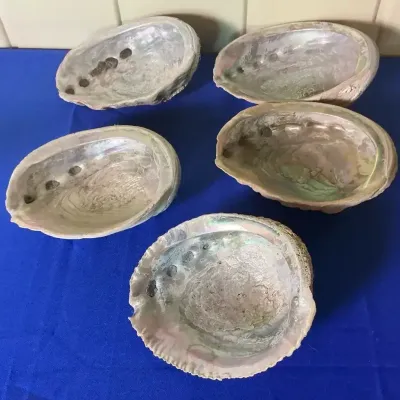 Set Of 5 Large Abalone Shells 