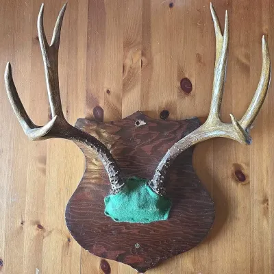 Mule Deer Mount with Framed Art by Bob Travers