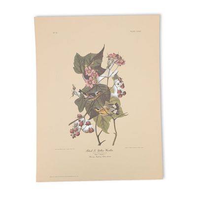 After John James Audubon Vintage Art Print, Black & Yellow Warbler