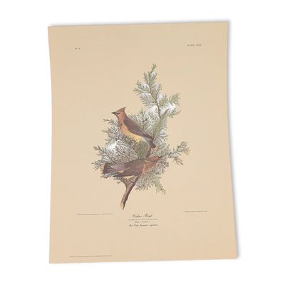 Sale Photo Thumbnail #100: After John James Audubon Vintage Art Print, Cedar Bird