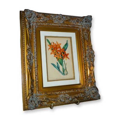 Sale Photo Thumbnail #376: S. Holden HC Engraving Orange Floral Epidendrum Vitellinum, Custom Ornate Gold Tone Frame, 19th C