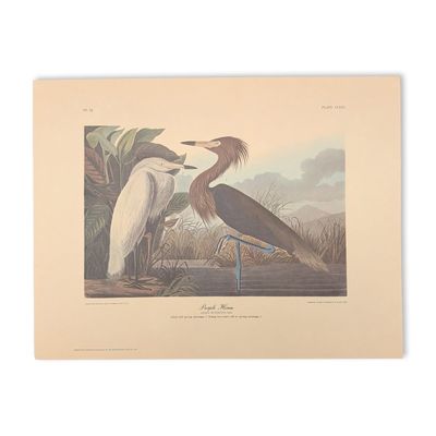 Sale Photo Thumbnail #245: After John James Audubon Vintage Art Print, Purple Heron