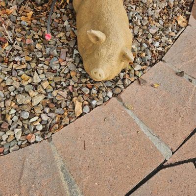 Cast stone pig garden statue with a textured finish