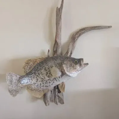 Professional Taxidermy Wall Mount of a Crappie (Pomoxis) Fish