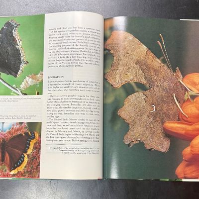 North American Butterflies Book by Josleen Wilson (1991)