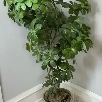 Faux Schefflera Urn Planter