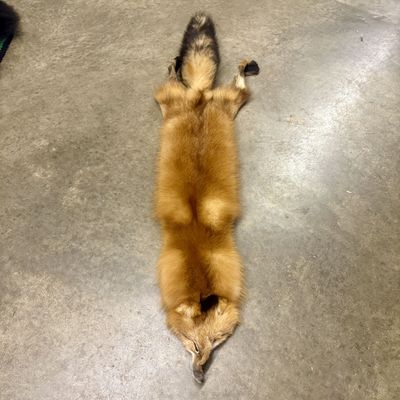 Tanned Red Fox Pelt with Head and Tail