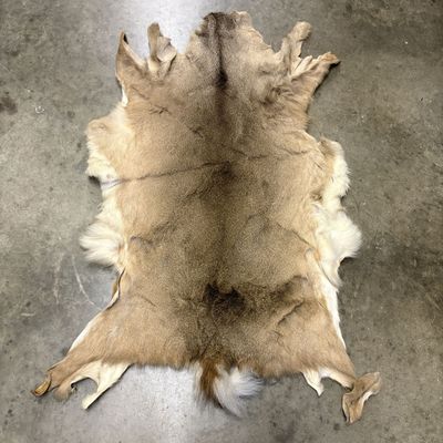 Large Tanned North American Whitetail Deer Hide
