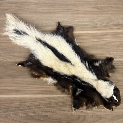 Tanned Striped Skunk Pelt with Head and Claws
