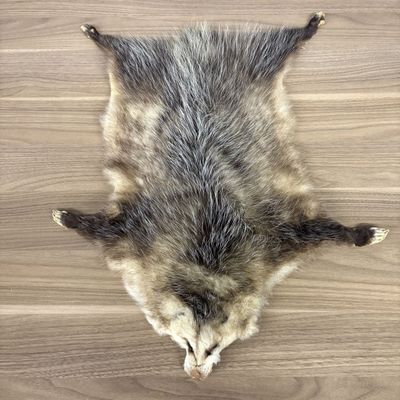 Tanned North American Opossum Pelt with Paws and Claws