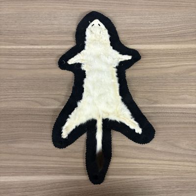 Ermine Taxidermy Pelt Mount on Scalloped Felt Backing