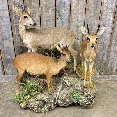 Three Life Size African Antelope Taxidermy Mounts on Faux Rock Base