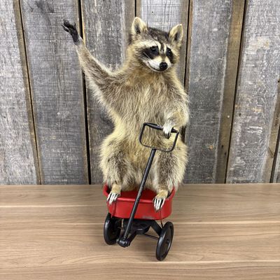 Novelty Taxidermy Raccoon Seated in Miniature Red Metal Wagon