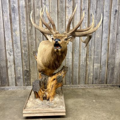 Non-Typical Bull Elk Shoulder Taxidermy Pedestal Mount