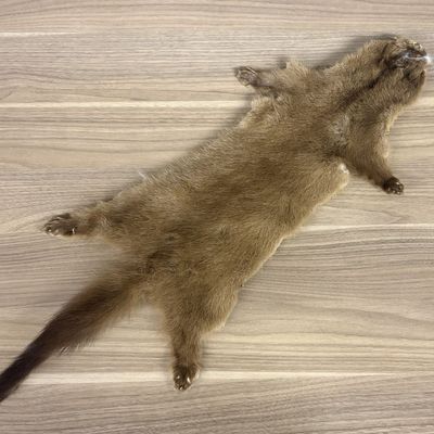 Tanned Marten Pelt