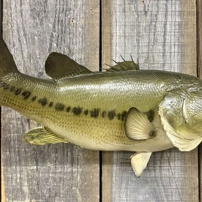 Taxidermy Largemouth Bass Mount