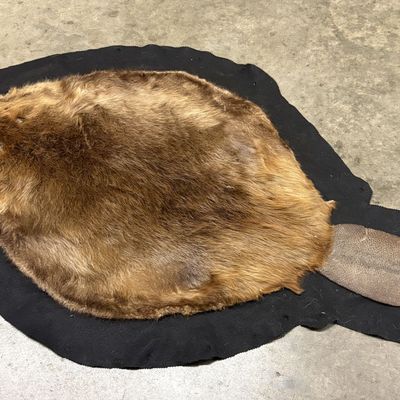 Large Tanned North American Beaver Pelt Rug with Felt Backing