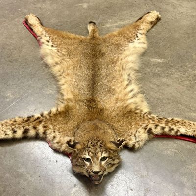 Jonas Brothers of Seattle North American Bobcat Taxidermy Rug