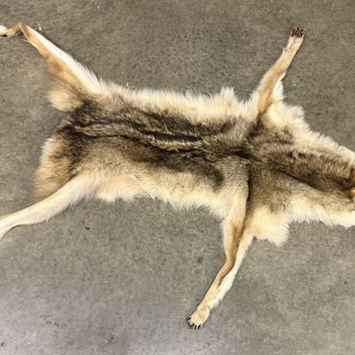 Tanned Full Body Coyote Pelt Hide