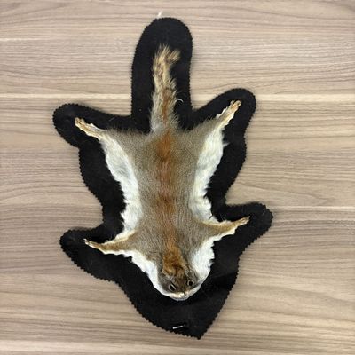 Squirrel Pelt Flat Rug Mount on Felt Backing