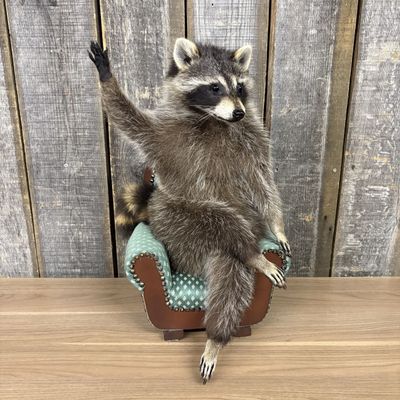 Anthropomorphic Taxidermy Juvenile Raccoon in Upholstered Armchair