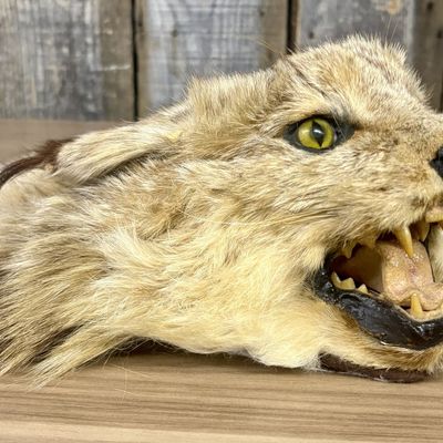 Taxidermy Bobcat Head Mount