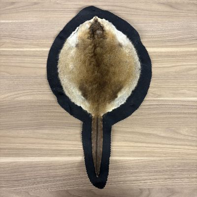 North American Beaver Pelt Wall Rug