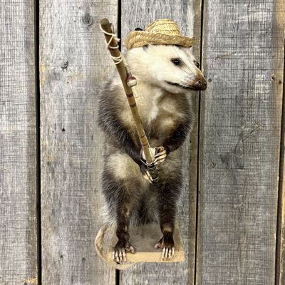 Anthropomorphic Taxidermy Opossum Posed as a Fisherman