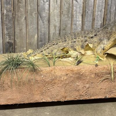 Large Scale Saltwater Crocodile Full Body Taxidermy Style Mount on Diorama Base