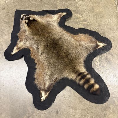 Raccoon Taxidermy Skin Rug with Black Felt Backing