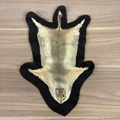 Ground Squirrel Taxidermy Rug Mount on Felt Backing