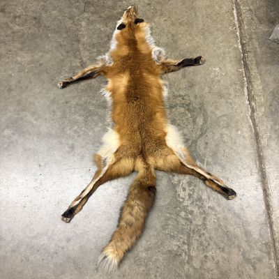 Full-Bodied Red Fox Pelt with Head and Paws