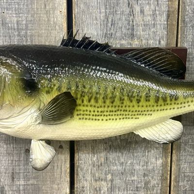 Painted Synthetic Largemouth Bass Wall Mount Fish Replica