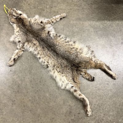 Tanned Bobcat Pelt with CITES Tag