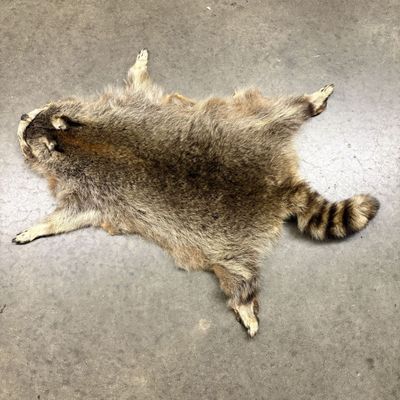 Raccoon Taxidermy Pelt Rug with Paws and Claws