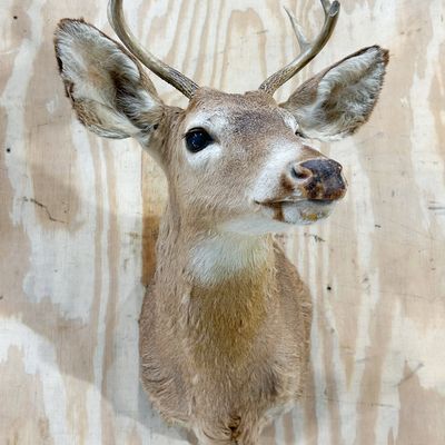 DEER TAXIDERMY SHOULDER MOUNT