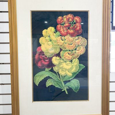 FRAMED CALCEOLARIA BOTANICAL LITHOGRAPH