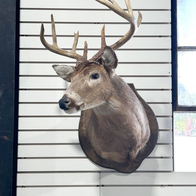 WHITE-TAILED DEER TAXIDERMY SHOULDER MOUNT