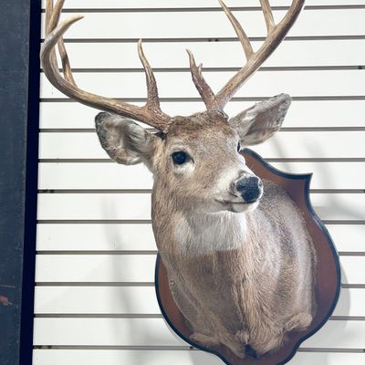 TEN-POINT WHITETAIL DEER SHOULDER MOUNT
