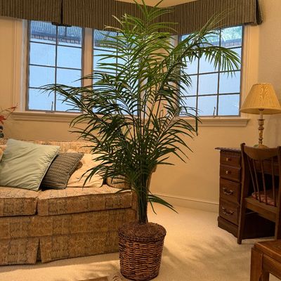 ARTIFICIAL TREE WITH WOVEN BASKET AND CALLAWAY RUG