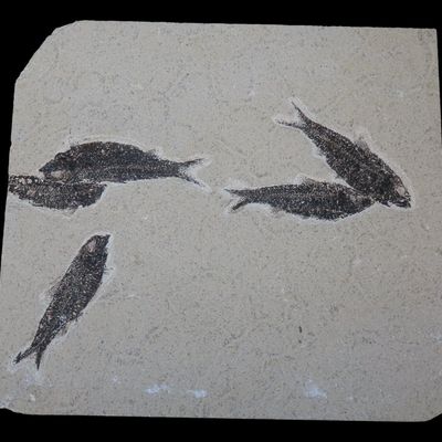 Sale Photo Thumbnail #262: 11 1/4" x 10 1/4" Knightia Eocaena Fish Fossil, Green River Formation, Wyoming