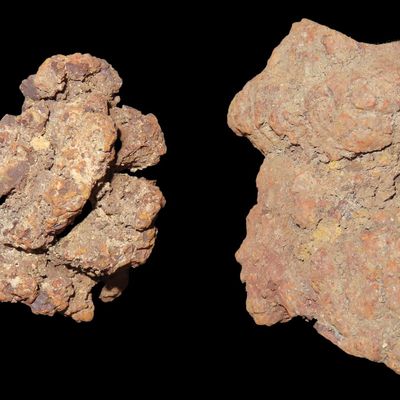 Sale Photo Thumbnail #284: Fossilized Coprolite, Madagascar