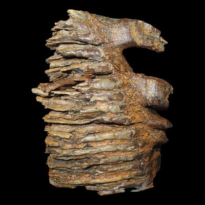 Sale Photo Thumbnail #285: 6 1/2" x 5" Mammoth Tooth, Alaska