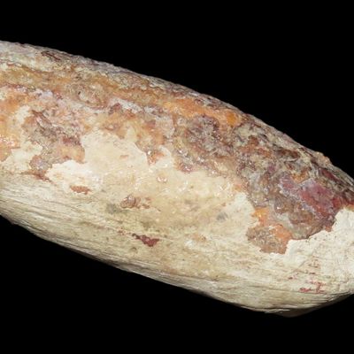Sale Photo Thumbnail #211: 1 5/8" Large Shell Bead, Cahokia, Madison Co., Illinois, Ex. Charles Wesley