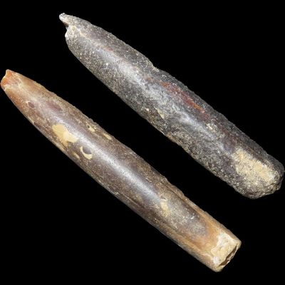 Sale Photo Thumbnail #261: Lot of 2 Fossil Belemnites, Largest 2 3/4", Northern Missouri, Ancient Squid-Like Cephalopods