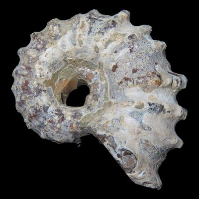 Sale Photo Thumbnail #652: Tractor Ammonite Fossil, Douvilleiceras