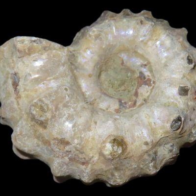 Sale Photo Thumbnail #592: Tractor Ammonite Fossil, Douvilleiceras, Mid-Late Cretaceous